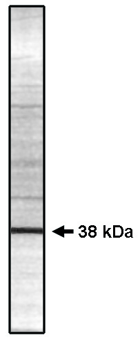 Western blot using PP 1 gamma 2 antibody (Cat. No. P130P) on rat testes lysate.
